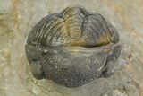 Three Species Trilobite Association (Cyphaspis, Morcops & Gerastos) #350533-6